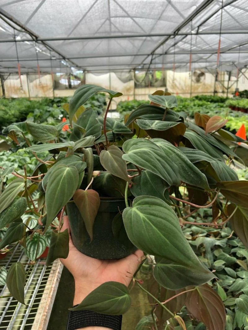 Plants | Philodendron ‘Velvet’ Plants Plants