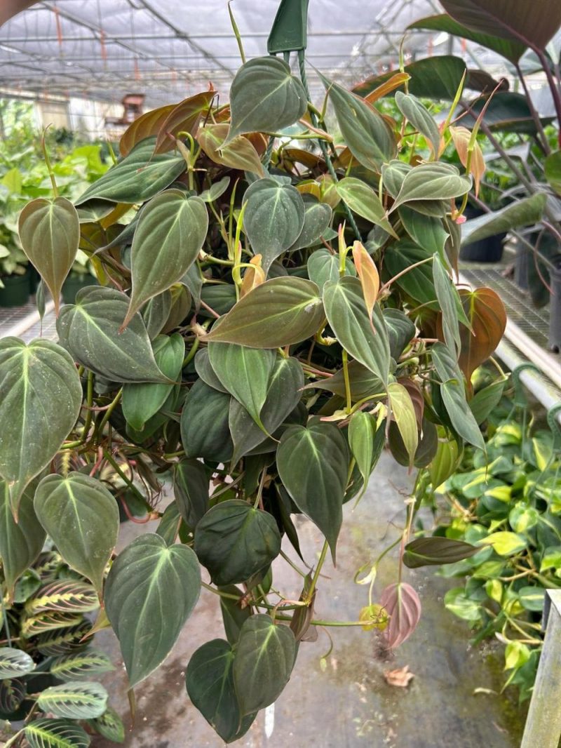 Plants | Philodendron ‘Velvet’ Plants Plants