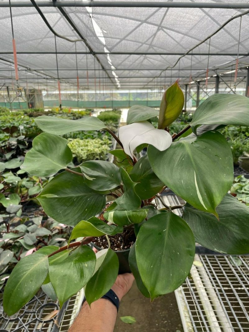 Plants | Philodendron ‘White Knight’ Plants Plants