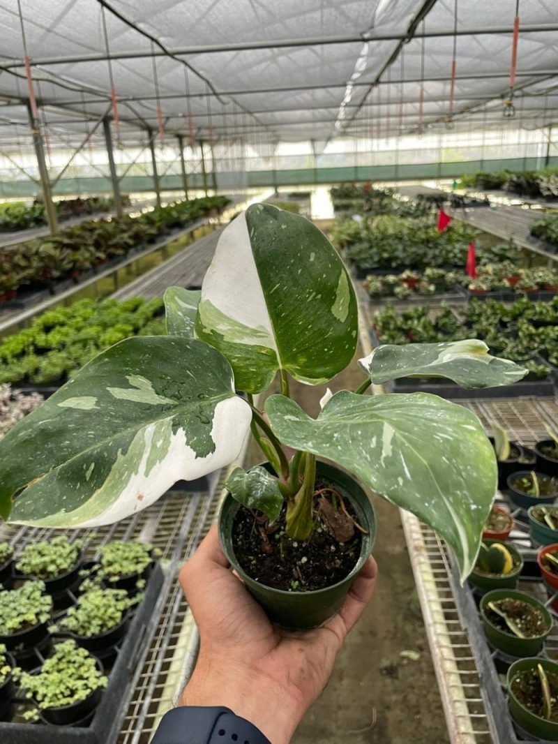 Plants | Philodendron ‘White Princess’ Plants Plants