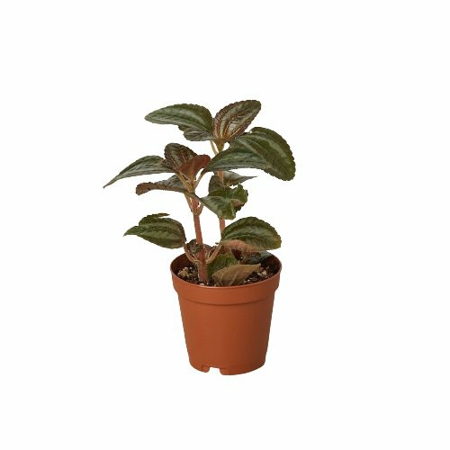 Plants | Pilea ‘Bronze’ Plants Plants