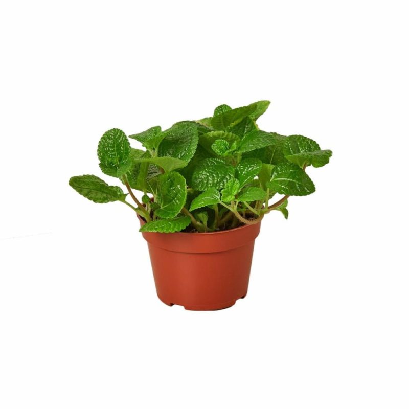 Plants | Pilea ‘Crinkle’ Plants Plants