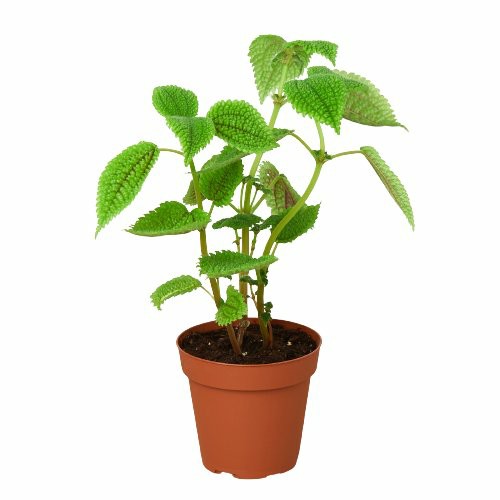 Plants | Pilea ‘Moon Valley’ – 4″ Pot Plants Plants