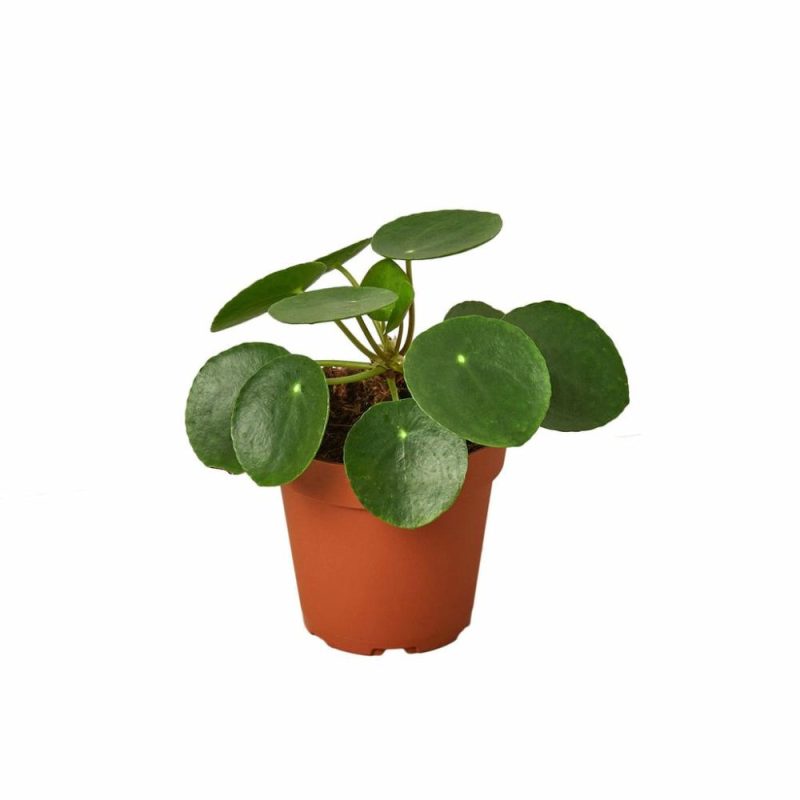 Plants | Pilea Peperomioides ‘Chinese Money’ Plants Plants