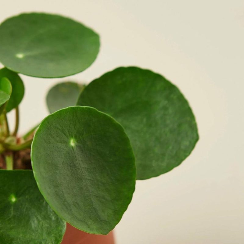 Plants | Pilea Peperomioides ‘Chinese Money’ Plants Plants