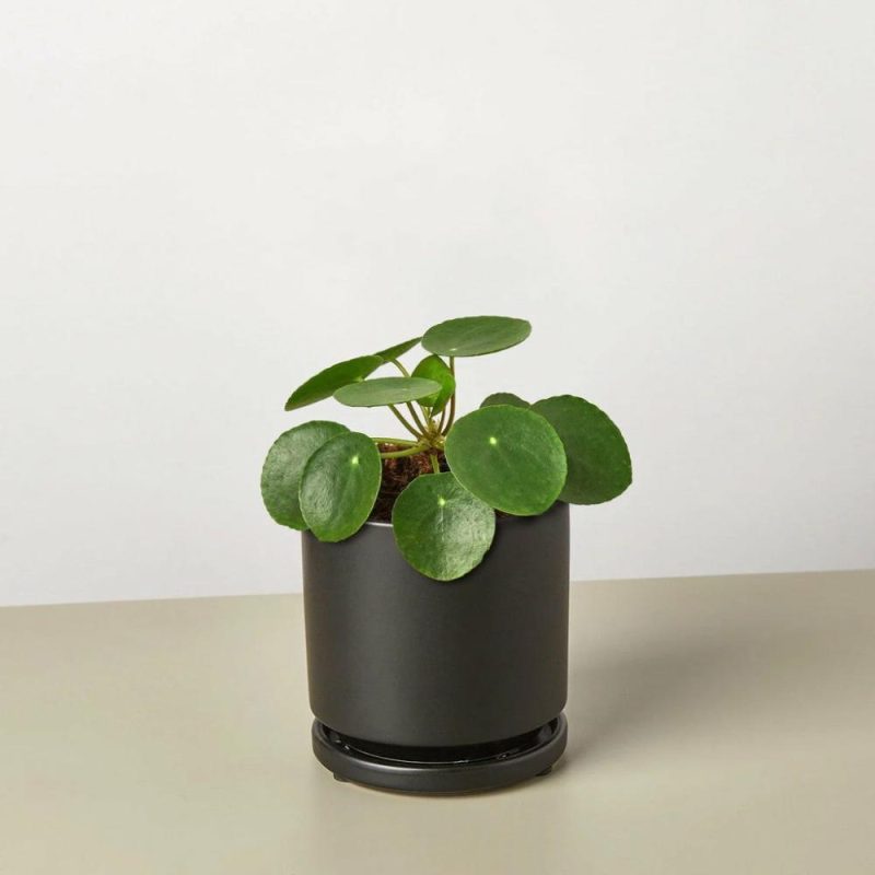 Plants | Pilea Peperomioides ‘Chinese Money’ Plants Plants