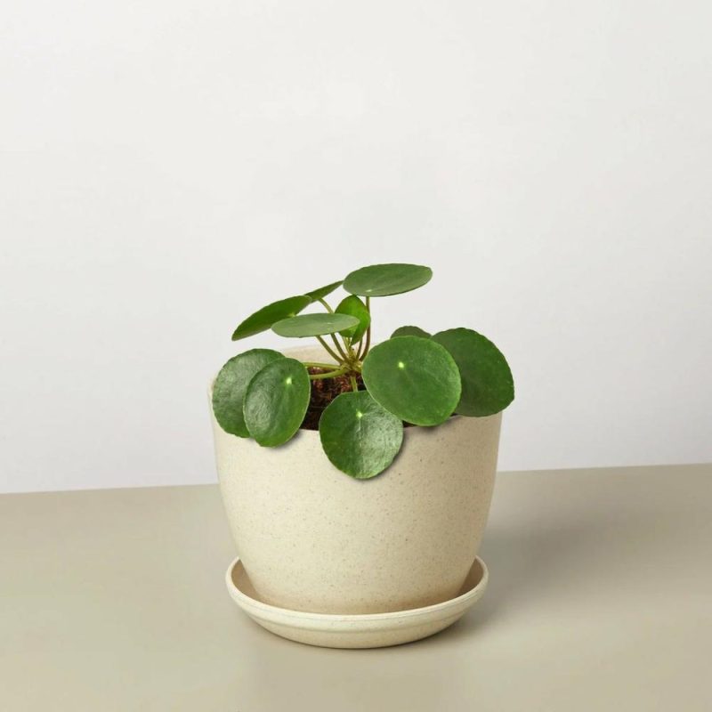 Plants | Pilea Peperomioides ‘Chinese Money’ Plants Plants