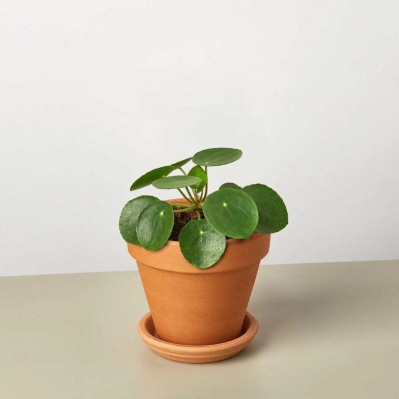 Plants | Pilea Peperomioides ‘Chinese Money’ Plants Plants