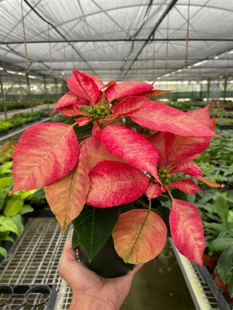 Plants | Poinsettia ‘Ice Crystal’ Plants Plants