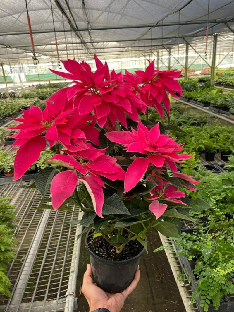 Plants | Poinsettia ‘Luv U Pink’ Plants Plants