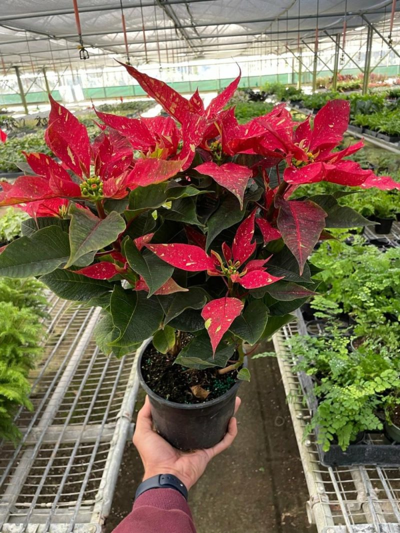 Plants | Poinsettia ‘Red Glitter’ Plants Plants