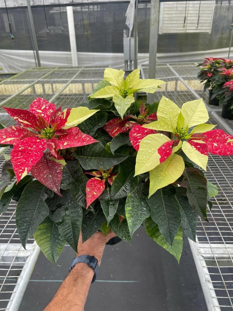 Plants | Poinsettia ‘Red Glitter’ Plants Plants