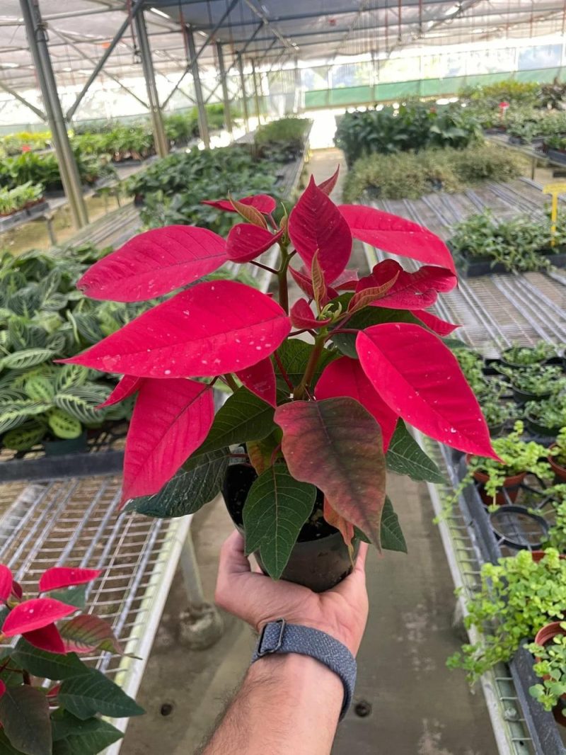 Plants | Poinsettia ‘Red’ Plants Plants