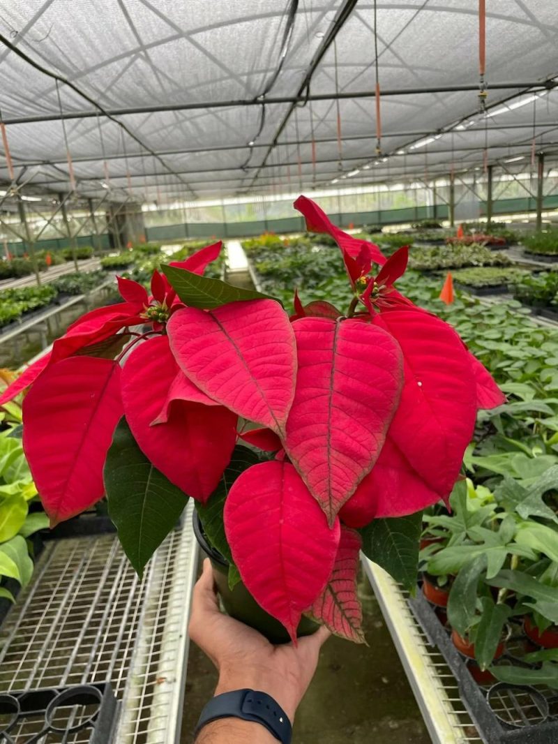 Plants | Poinsettia ‘Red’ Plants Plants