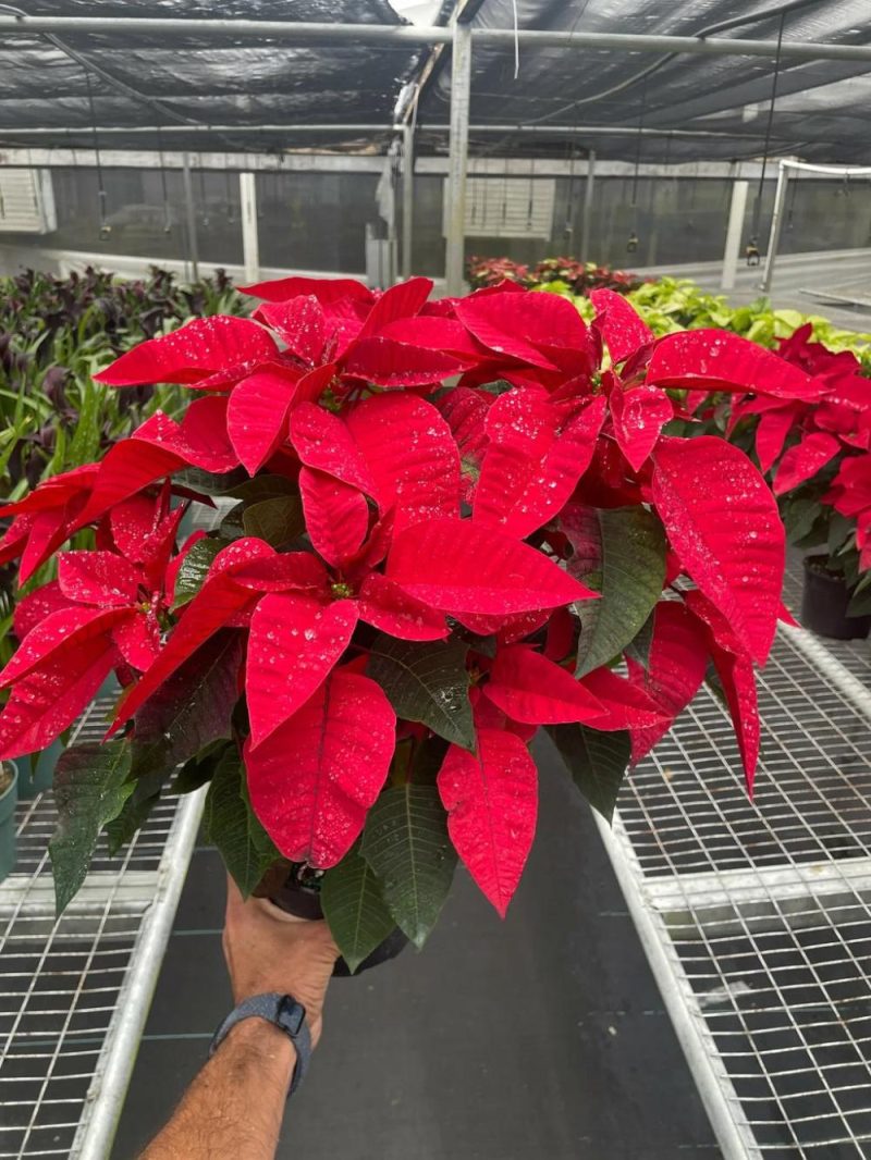 Plants | Poinsettia ‘Red’ Plants Plants