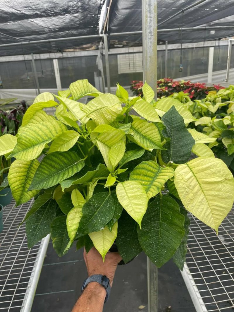 Plants | Poinsettia ‘White’ Plants Plants