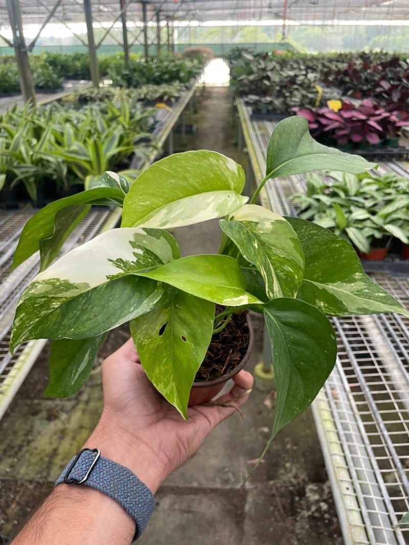 Plants | Pothos ‘Albo Variegata’ Plants Plants