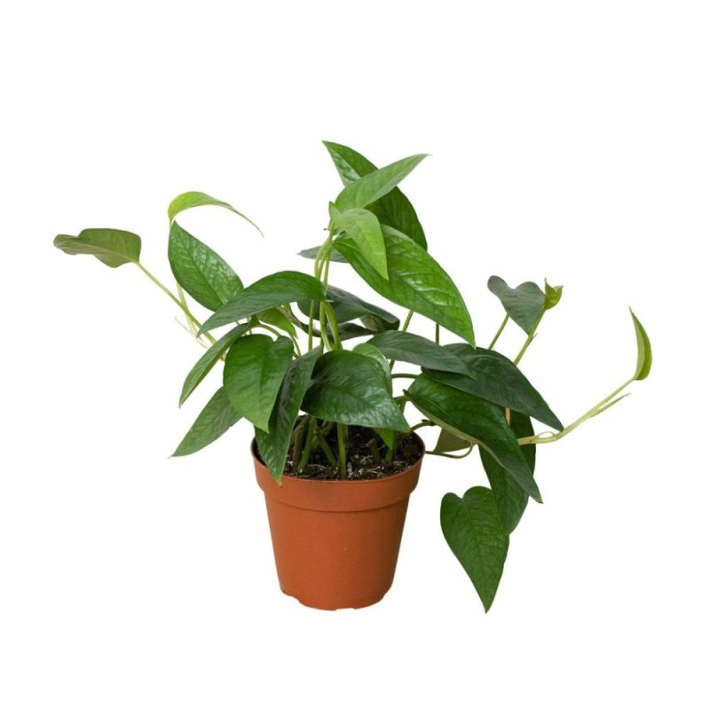 Plants | Pothos ‘Cebu Blue’ Plants Plants