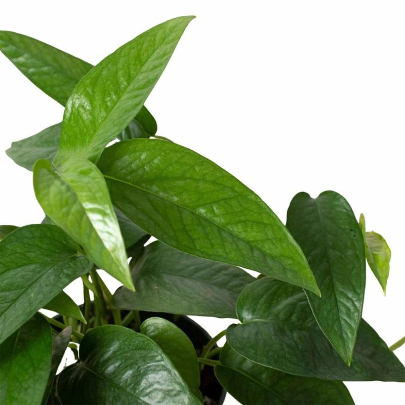 Plants | Pothos ‘Cebu Blue’ Plants Plants