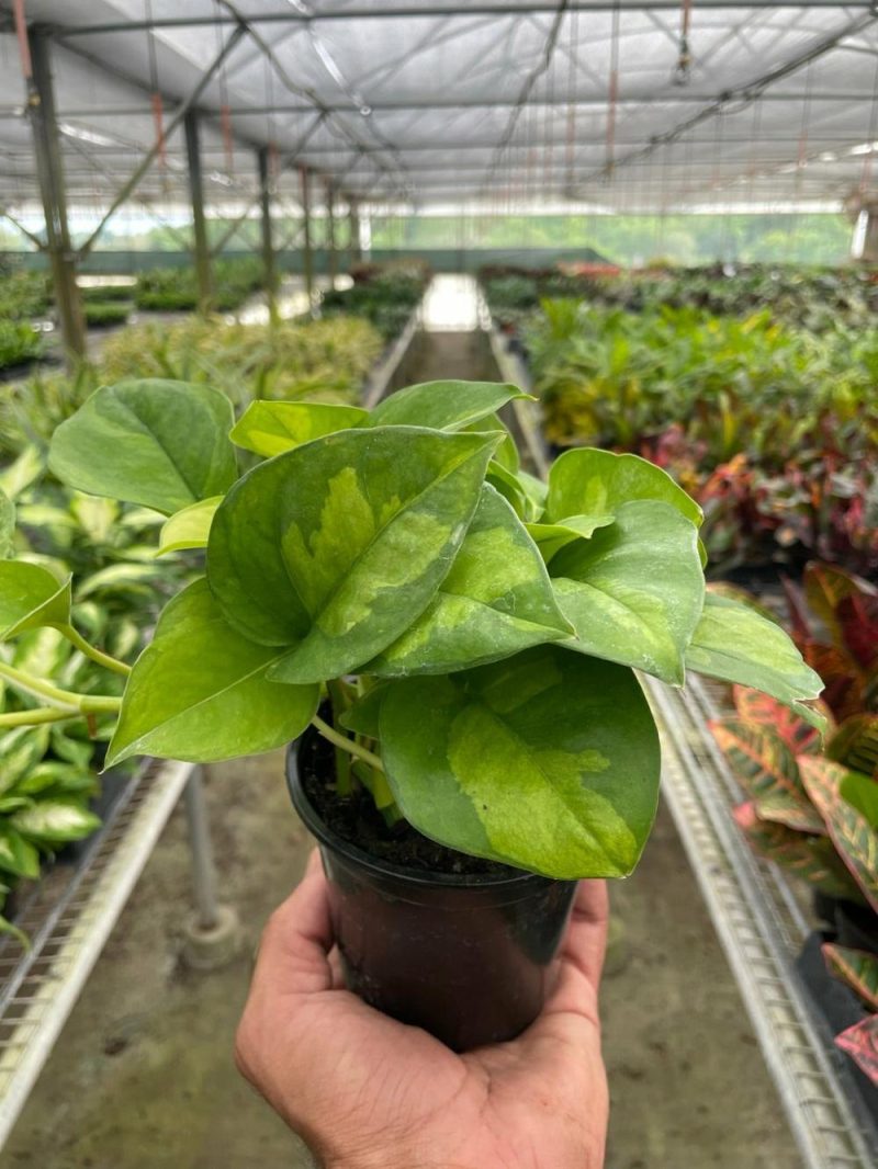 Plants | Pothos ‘Global Green’ Plants Plants