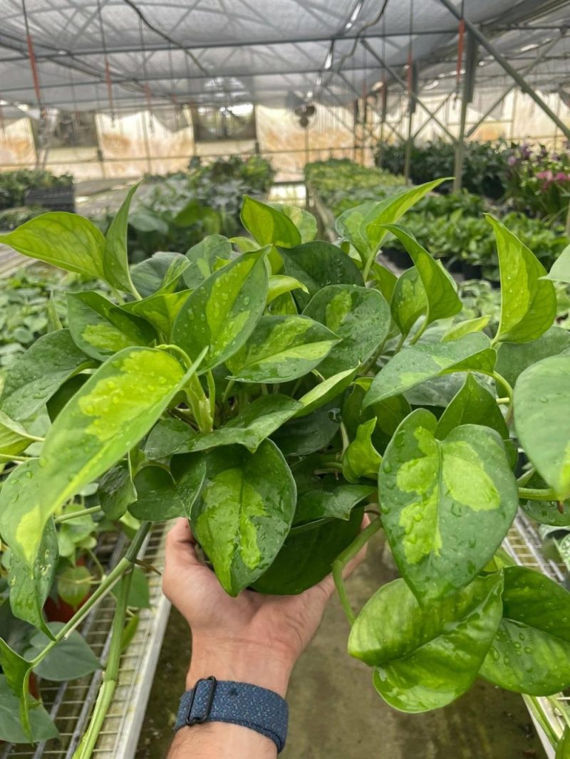 Plants | Pothos ‘Global Green’ Plants Plants