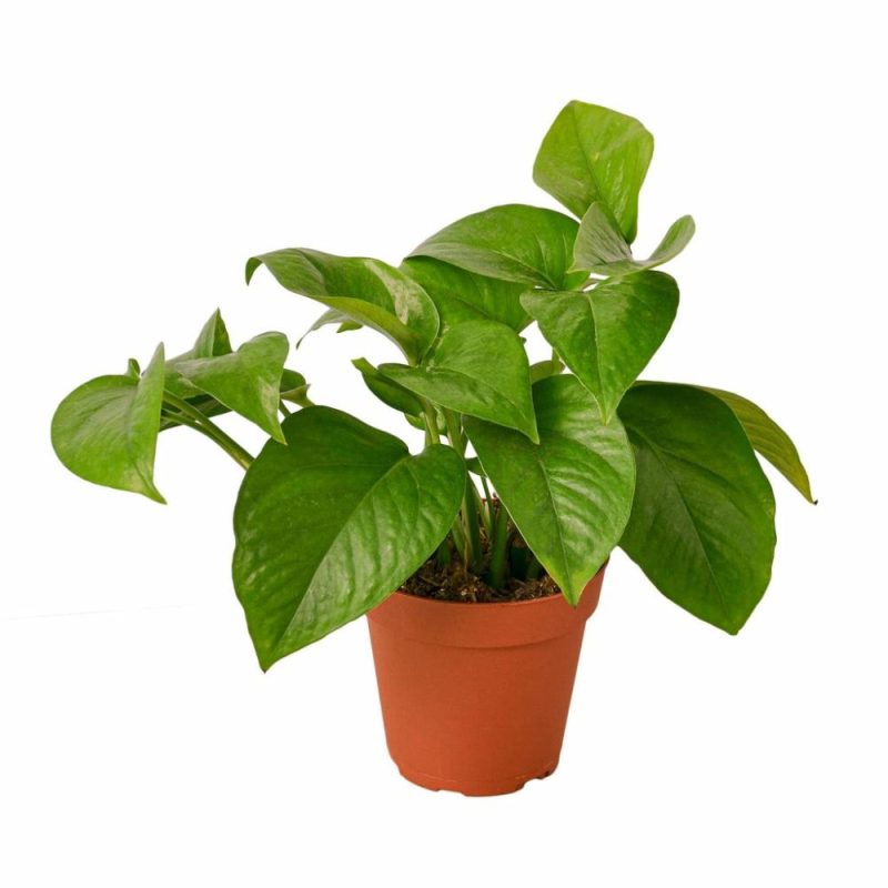 Plants | Pothos ‘Green Queen’ Plants Plants