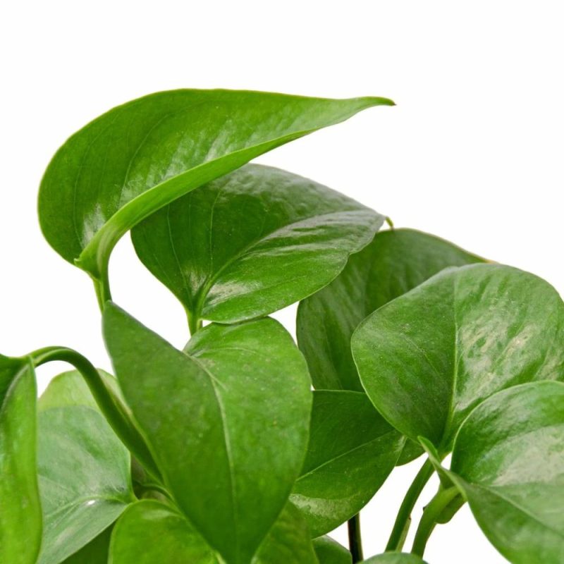 Plants | Pothos ‘Green Queen’ Plants Plants