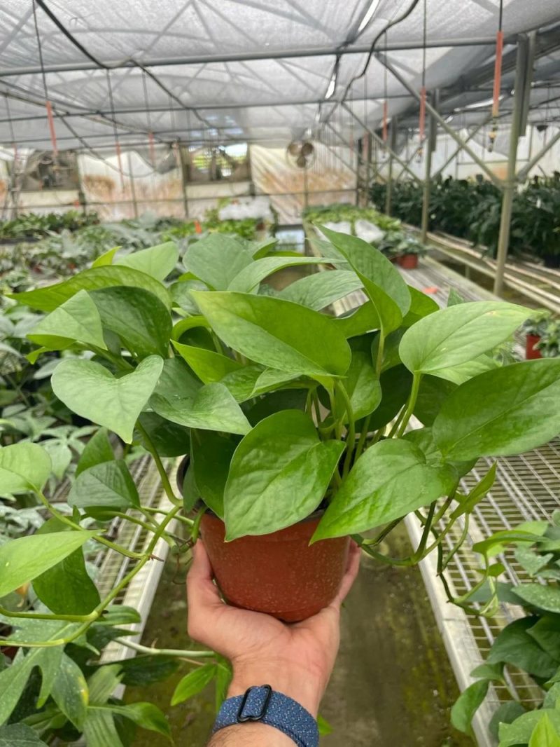 Plants | Pothos ‘Green Queen’ Plants Plants