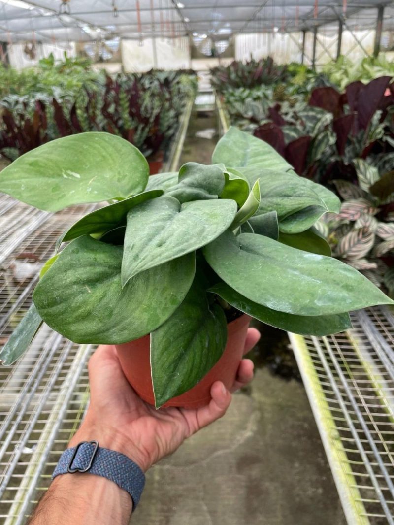 Plants | Pothos Jade Satin Plants Plants