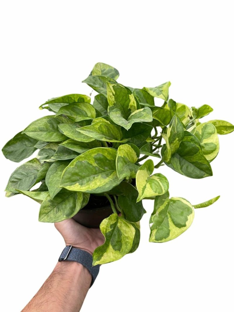 Plants | Pothos ‘Lemon Meringue’ Plants Plants