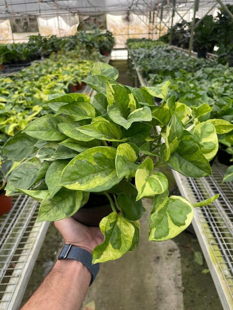 Plants | Pothos ‘Lemon Meringue’ Plants Plants