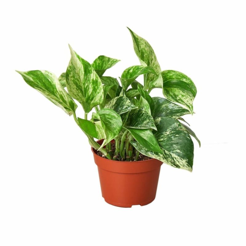 Plants | Pothos ‘Marble Queen’ Plants Plants