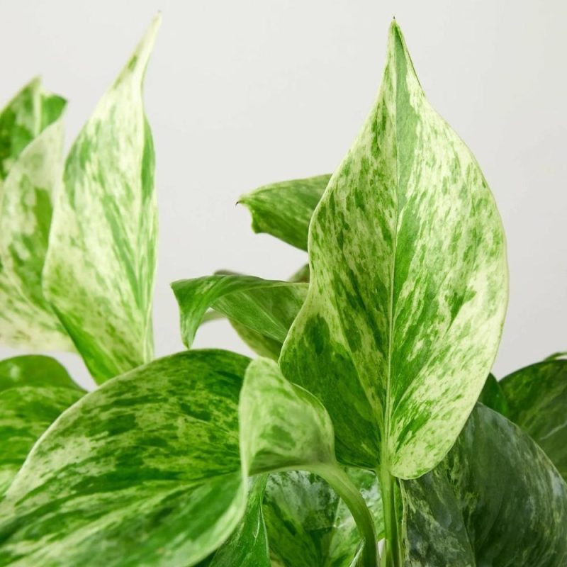 Plants | Pothos ‘Marble Queen’ Plants Plants