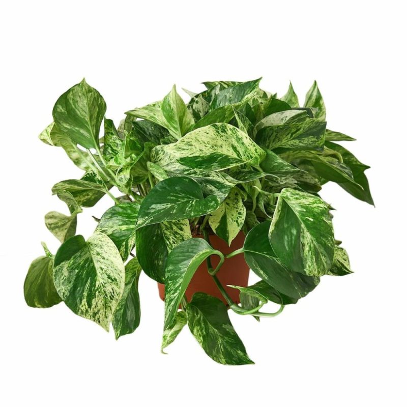 Plants | Pothos ‘Marble Queen’ Plants Plants