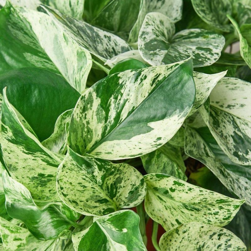 Plants | Pothos ‘Marble Queen’ Plants Plants