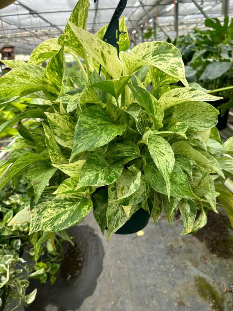 Plants | Pothos ‘Marble Queen’ Plants Plants