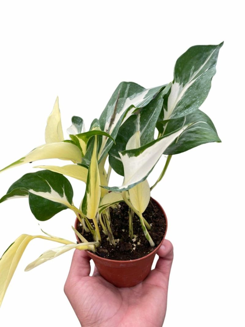 Plants | Pothos ‘Mutant Manjula’ Plants Plants