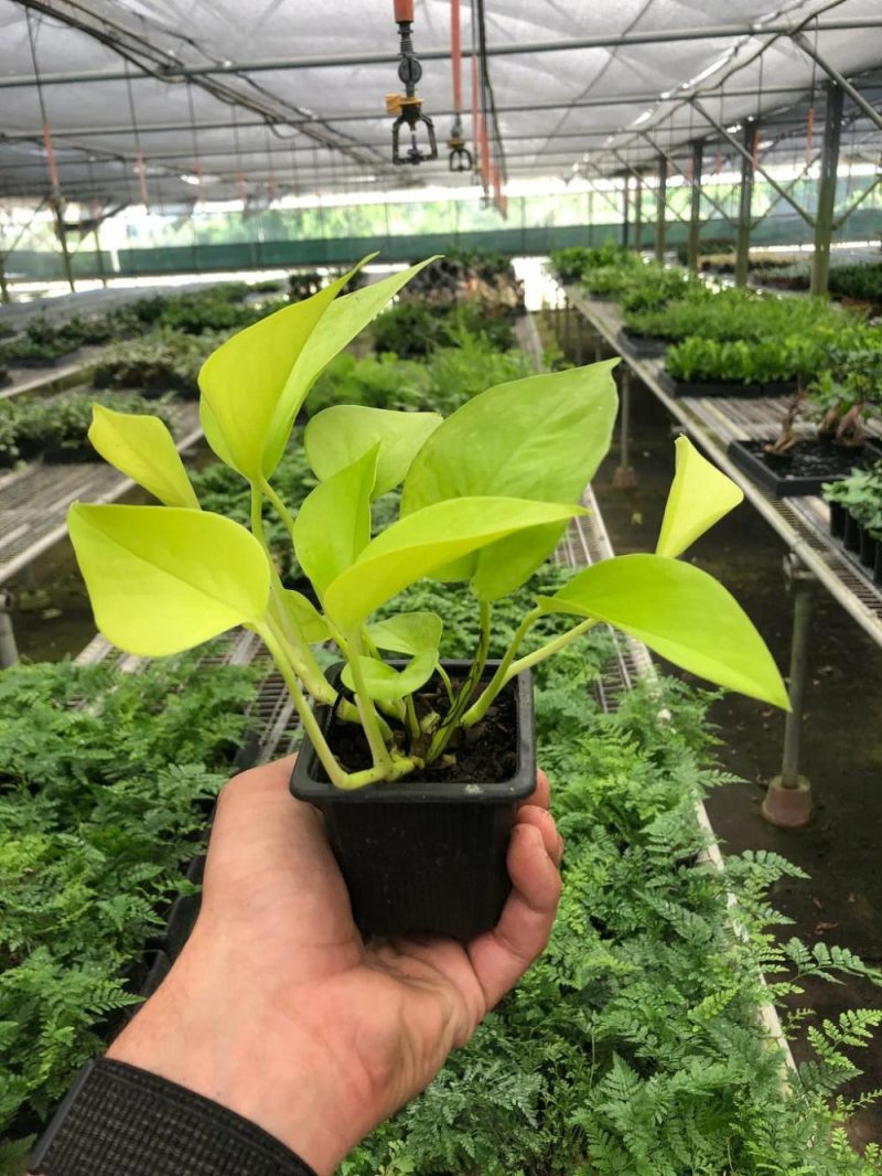 Plants | Pothos ‘Neon’ Plants Plants