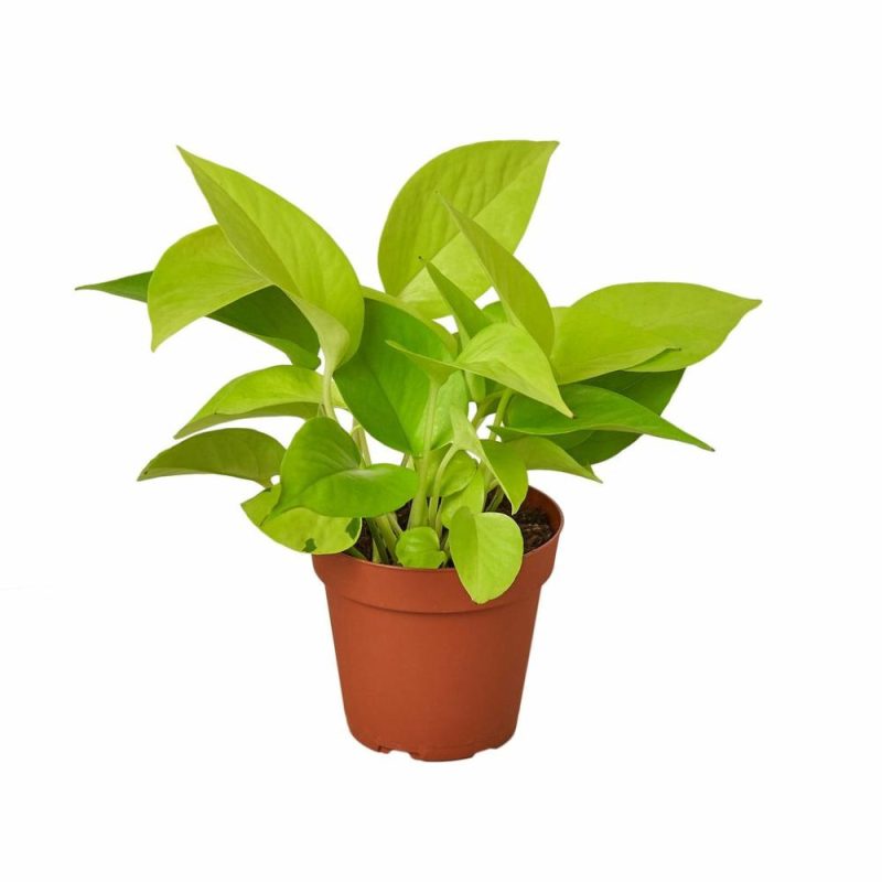 Plants | Pothos ‘Neon’ Plants Plants