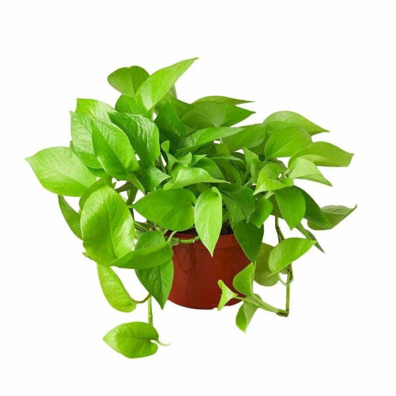 Plants | Pothos ‘Neon’ Plants Plants