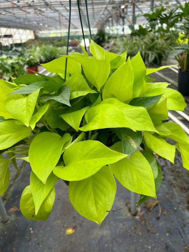 Plants | Pothos ‘Neon’ Plants Plants