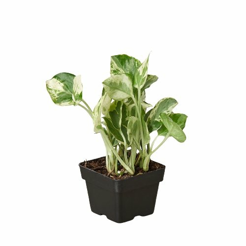 Plants | Pothos ‘N’Joy’ Plants Plants