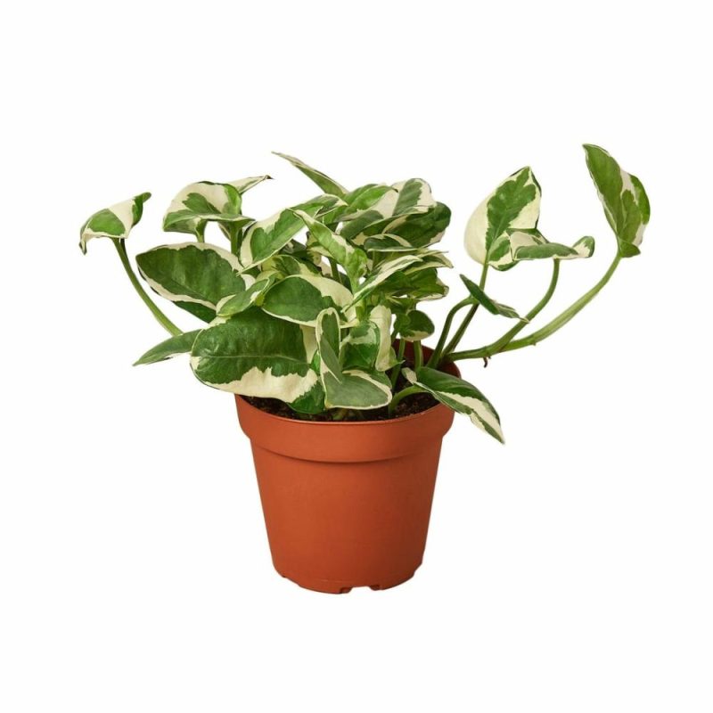 Plants | Pothos ‘N’Joy’ Plants Plants