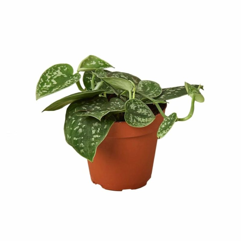 Plants | Pothos ‘satin’ Plants Plants