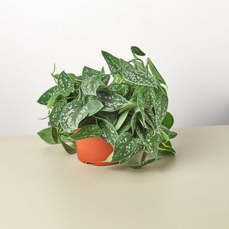 Plants | Pothos ‘satin’ Plants Plants