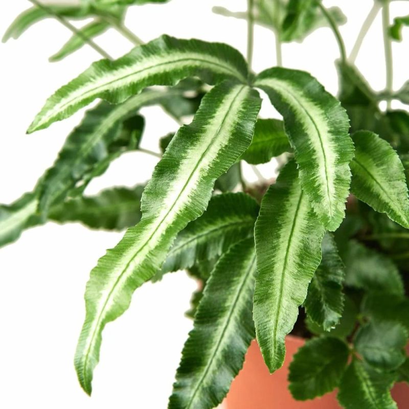 Plants | Pteris Cretica ‘Albo Fern’ Plants Plants