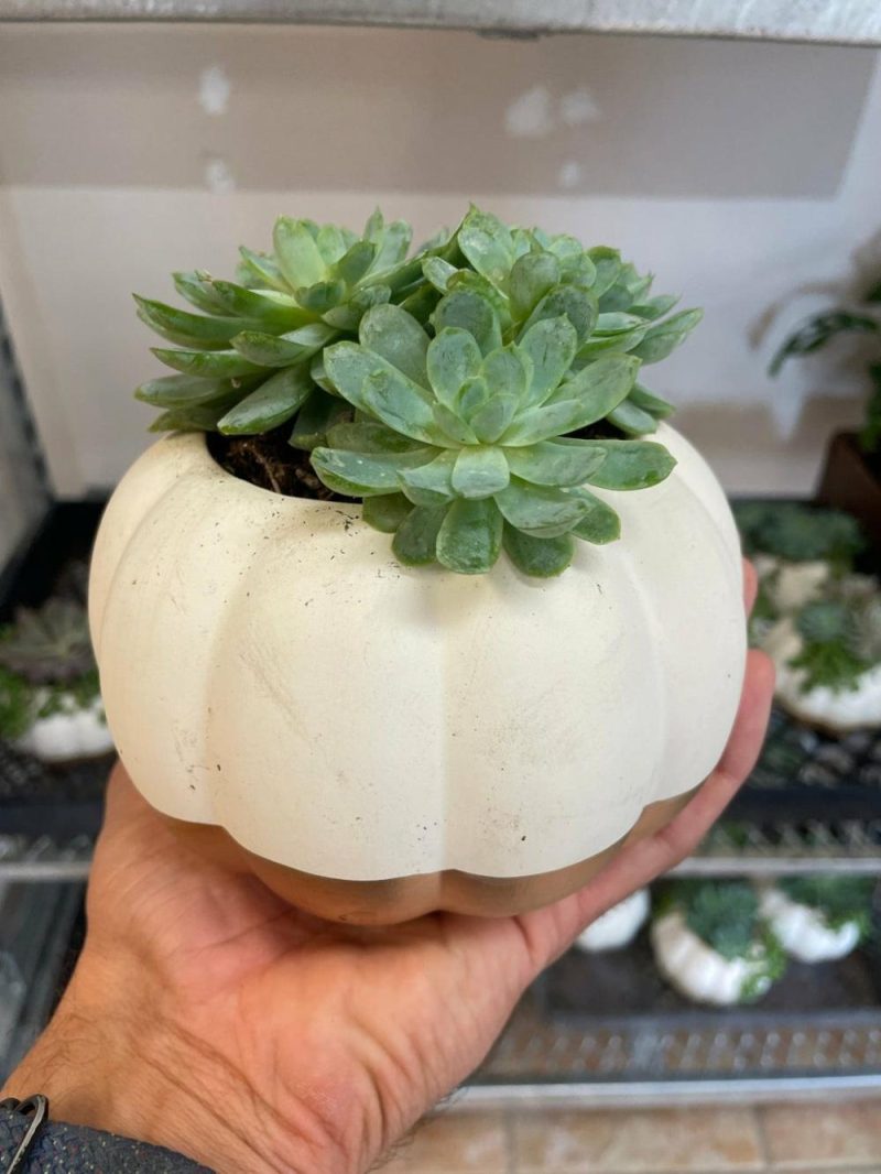 Plants | Pumpkin Succulent Garden Plants Plants