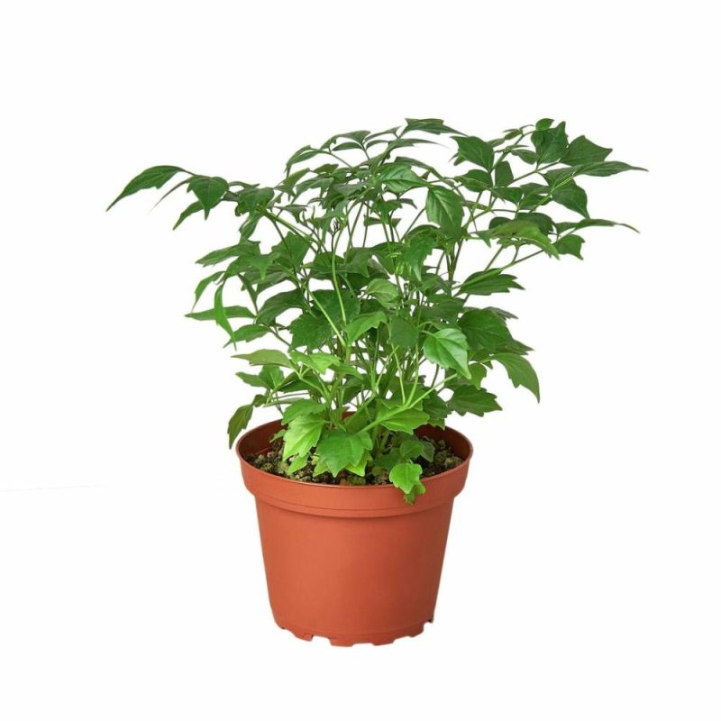 Plants | Radermachera ‘China Doll’ – 4″ Pot Plants Plants