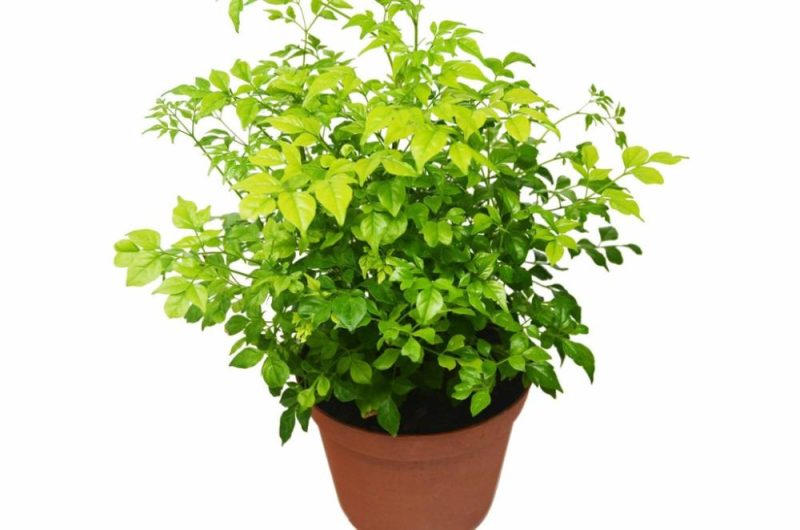 Plants | Radermachera ‘China Doll’ – 6″ Pot Plants Plants