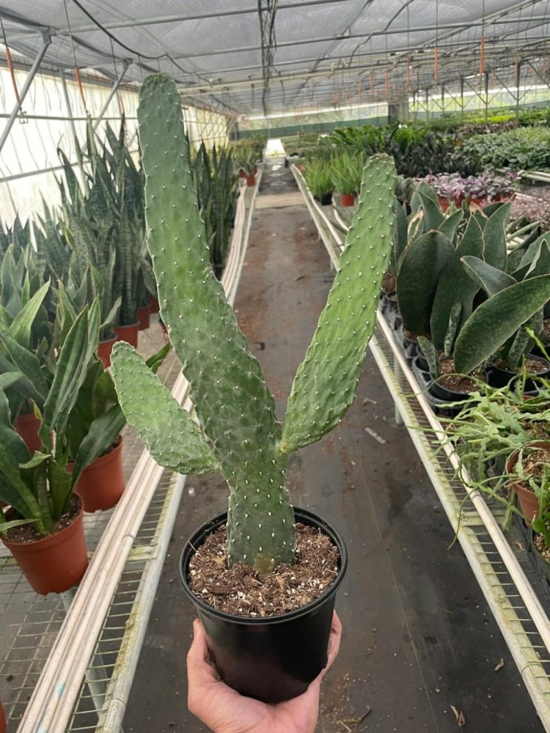 Plants | Road Kill Cactus (Consolea Rubescens) Plants Plants